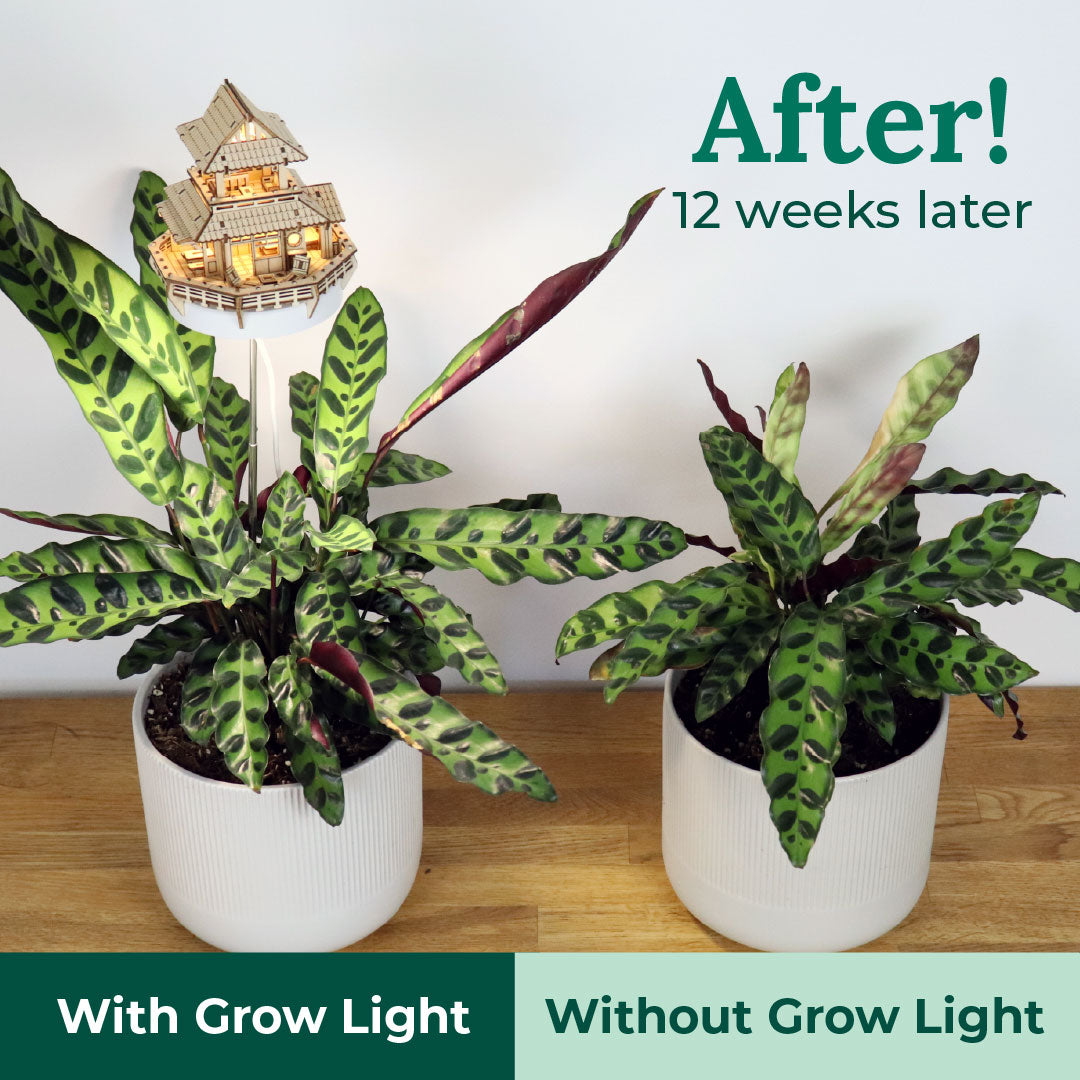 Sunrise Terrace + Grow Light