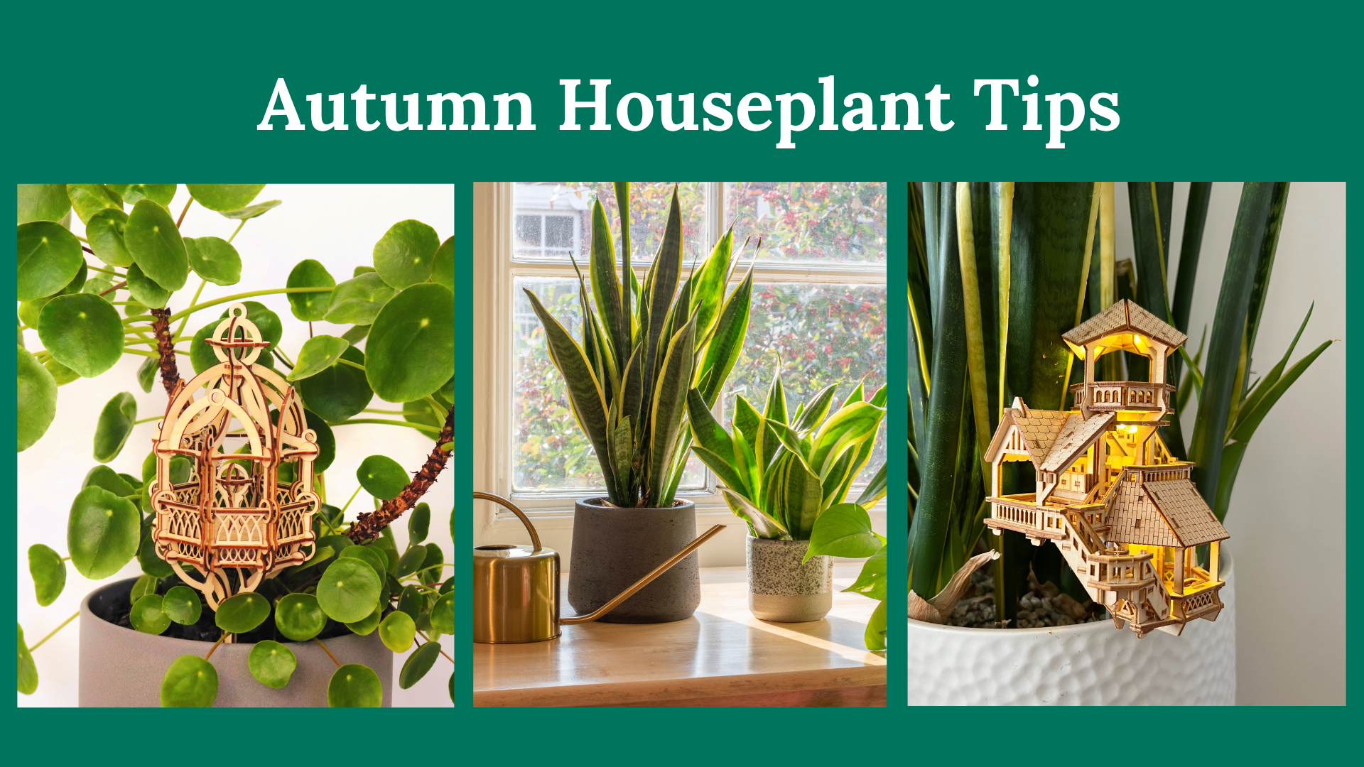 Caring for Your Treehouse Houseplants in Autumn