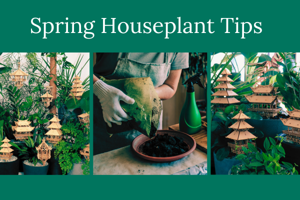 My Top Spring Houseplant Tips – Tiny Treehouses UK